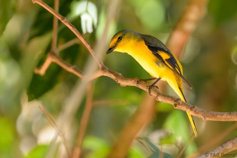 Scarlet Minivet_Thailand-2