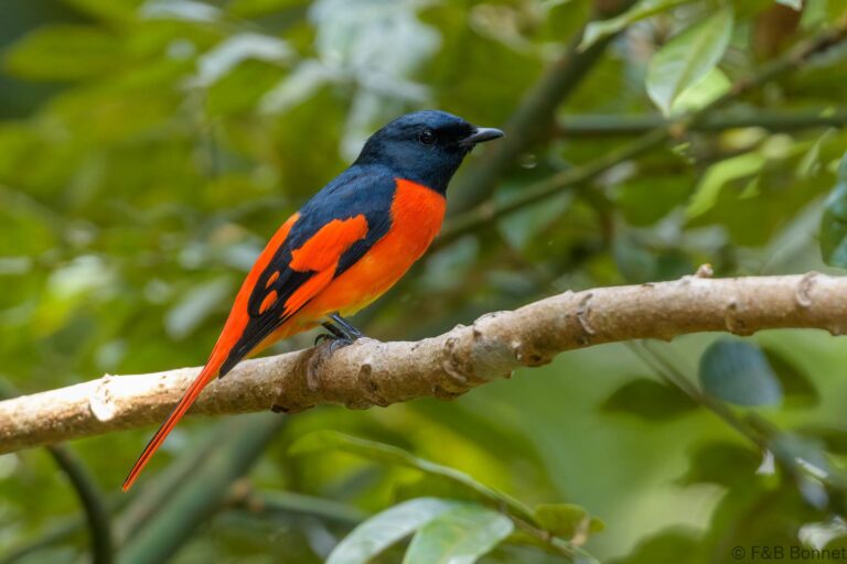 Scarlet Minivet_Thailand-3