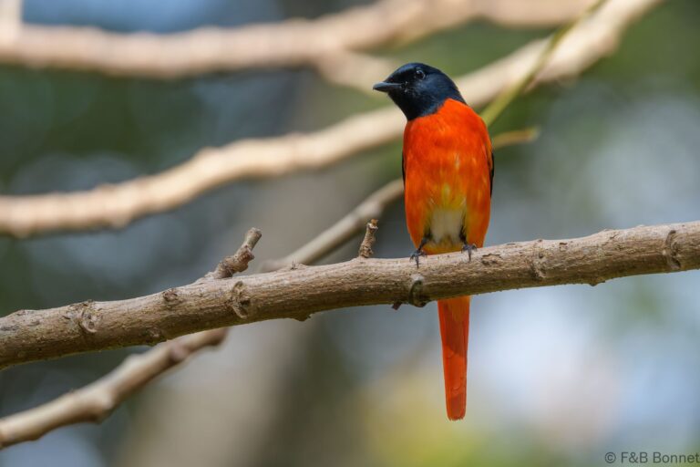 Scarlet Minivet_Thailand-4