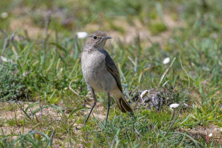 Sickle-winged Chat_South Africa-2