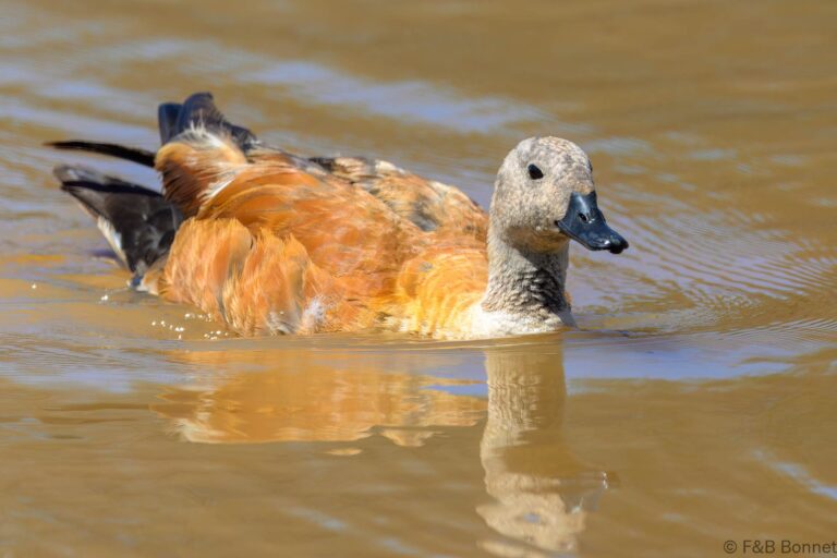 South african shelduck south africa 2