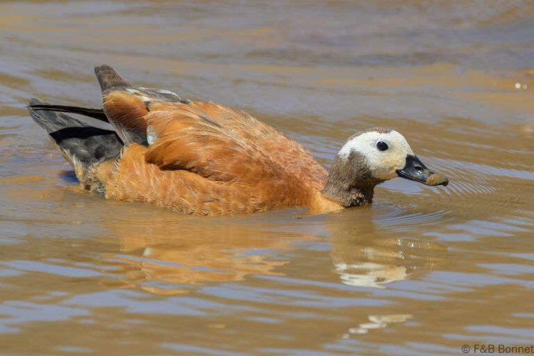 South african shelduck south africa 3