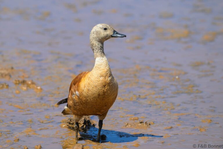 South african shelduck south africa 4