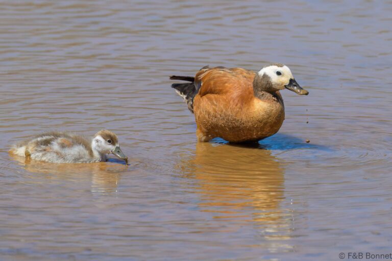 South african shelduck south africa 5