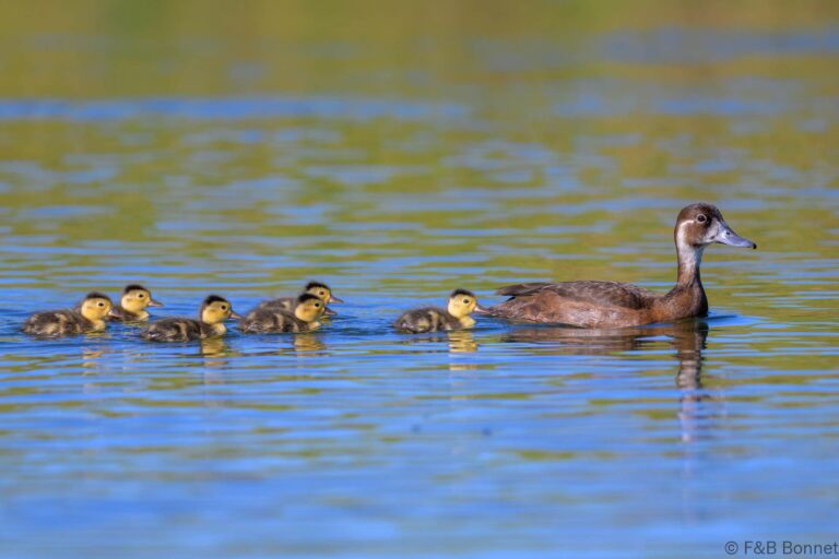 Southern Pochard_South Africa-2
