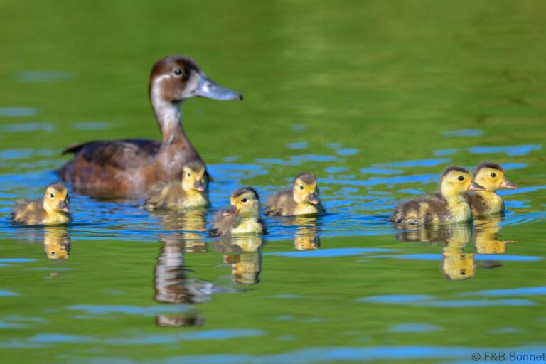 Southern Pochard_South Africa-3