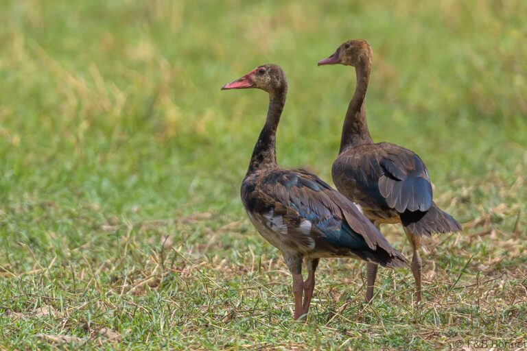 Spur Winged Goose Senegal 1