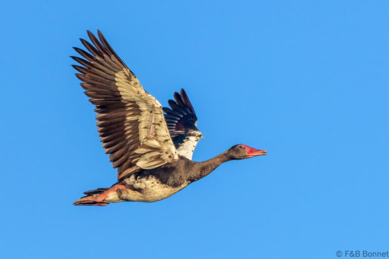 Spur Winged Goose South Africa 2