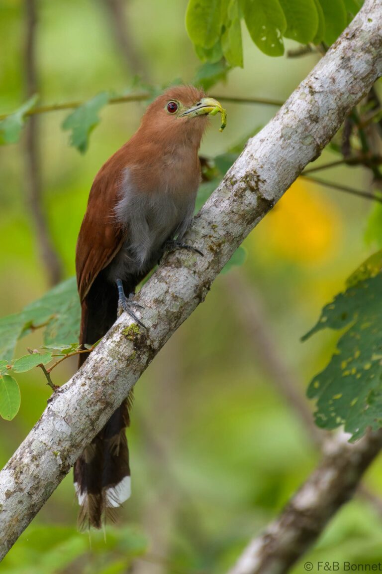 Squirrel Cuckoo_Costa Rica-1