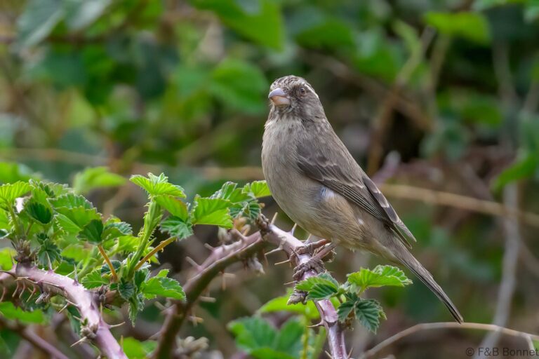Streaky Headed Seedeater South Africa 1