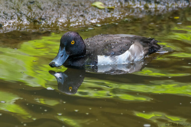 Tufted Duck_France-1