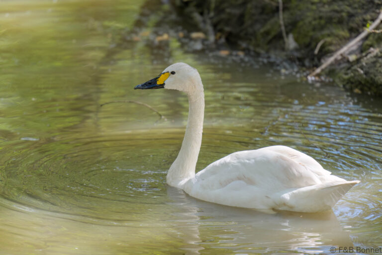 Tundra Swan_France-1