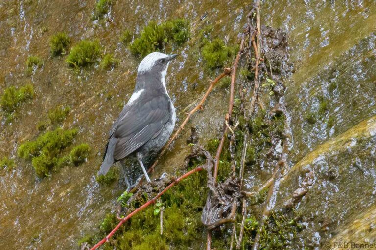 White-capped Dipper_Ecuador-1