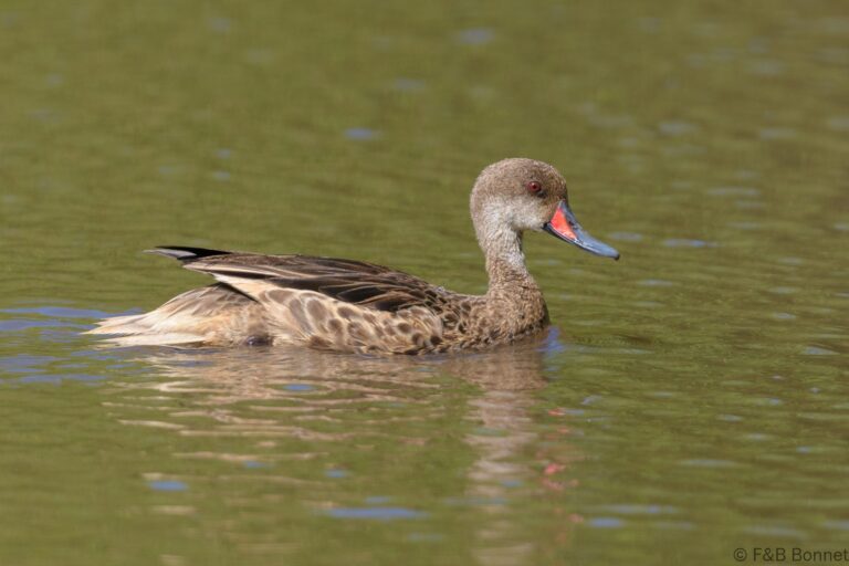 White-cheeked Pintail_Ecuador-1