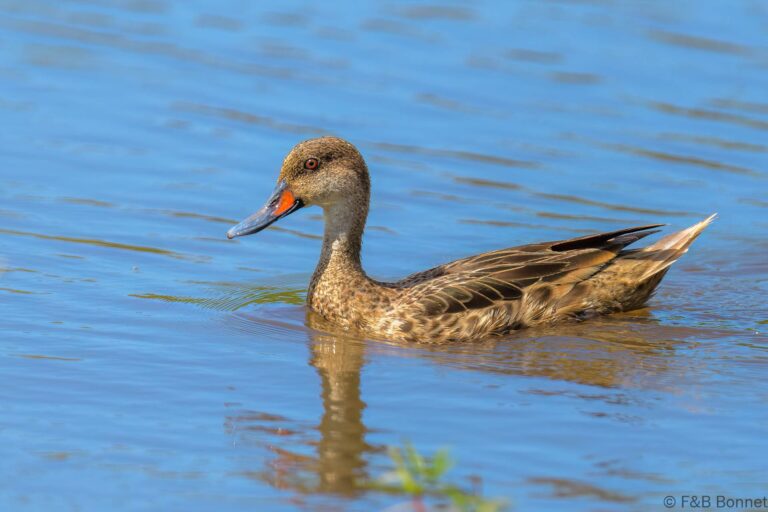 White-cheeked Pintail_Ecuador-2