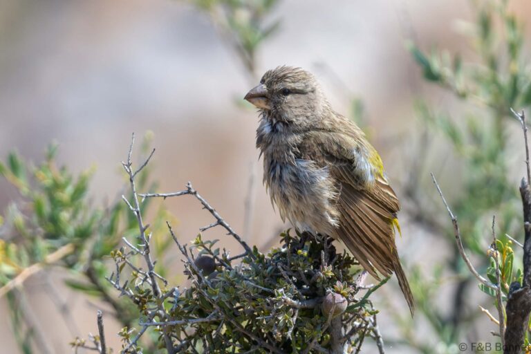 White-throated Canary_South Africa-5