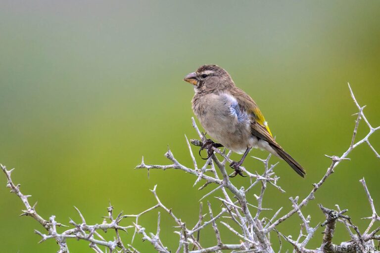White-throated Canary_South Africa-6