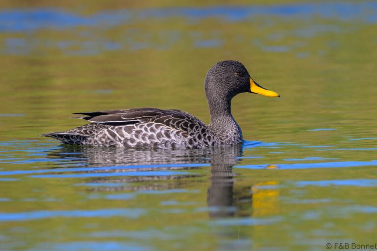 Yellow-billed Duck_South Africa-1