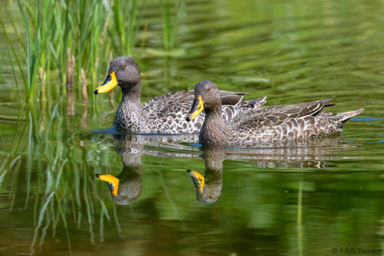 Yellow-billed Duck_South Africa-2