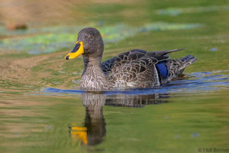 Yellow billed duck south africa 3