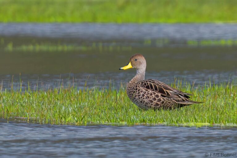 Yellow-billed Pintail_Ecuador-2