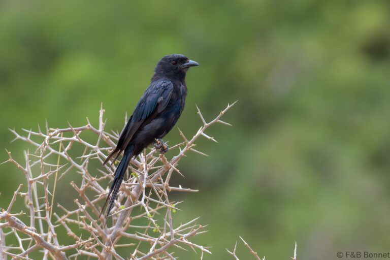 Fork-tailed Drongo_South Africa-5