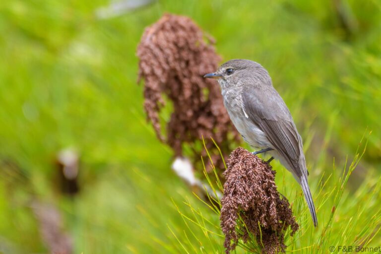 African Dusky Flycatcher_South Africa-1