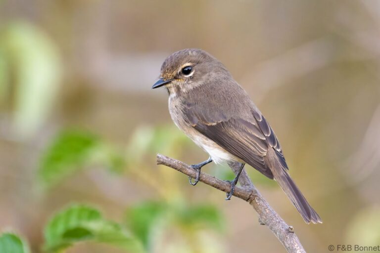 African Dusky Flycatcher_South Africa-2