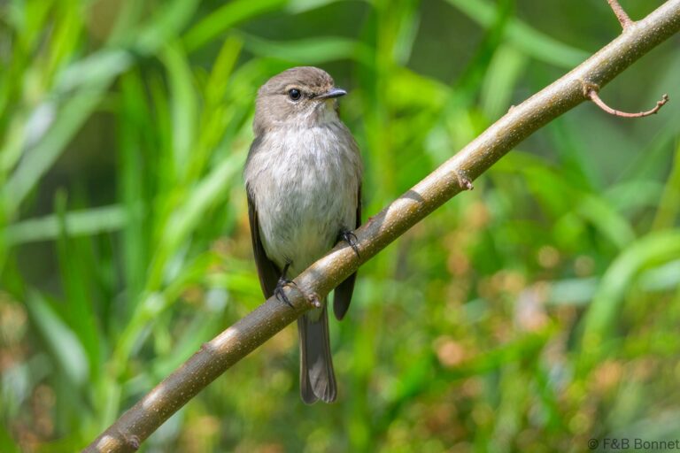 African Dusky Flycatcher_South Africa-3