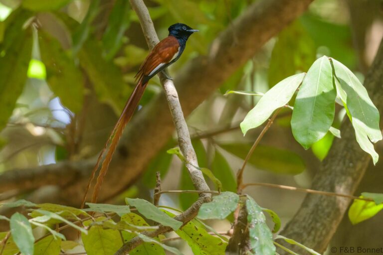 African Paradise Flycatcher_Senegal-1