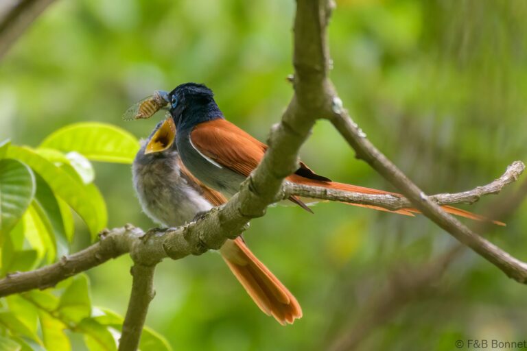 African Paradise Flycatcher_South Africa-1