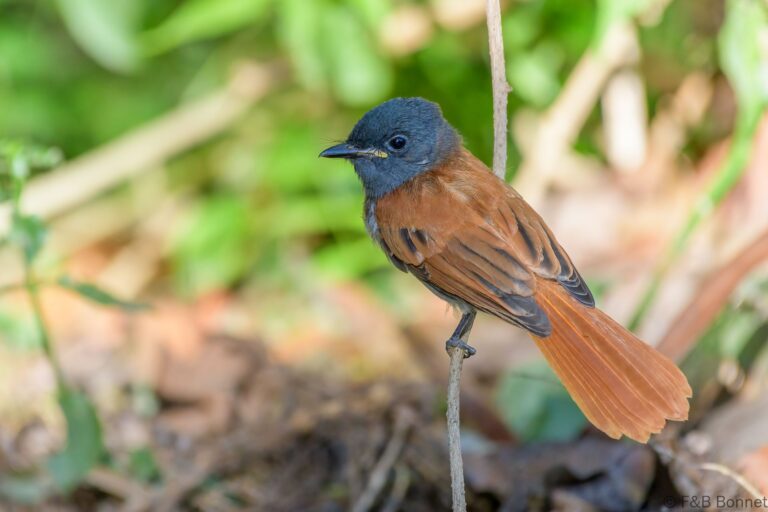 African Paradise Flycatcher_South Africa-3