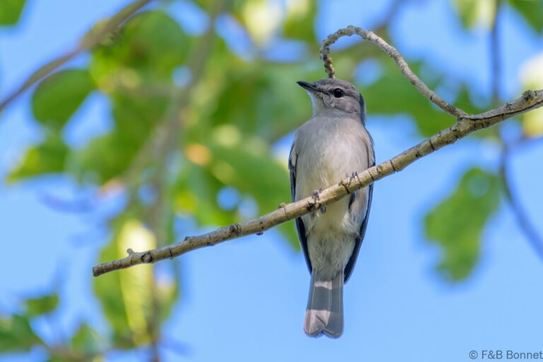 Ashy Flycatcher_South Africa-1