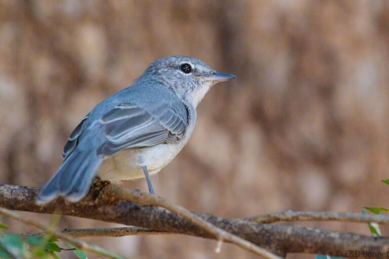 Ashy Flycatcher_South Africa-2