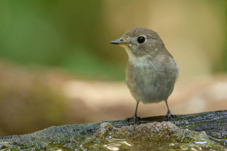 Asian Brown Flycatcher_Thailand-1