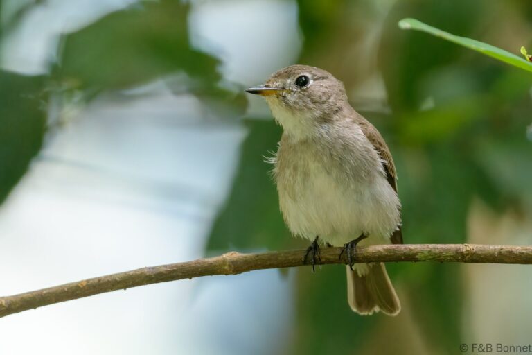 Asian Brown Flycatcher_Thailand-2