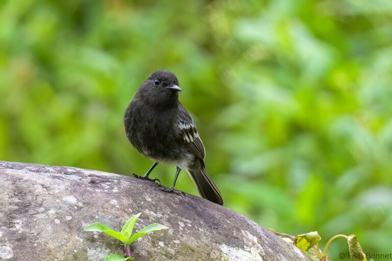 Black Phoebe_Ecuador-2