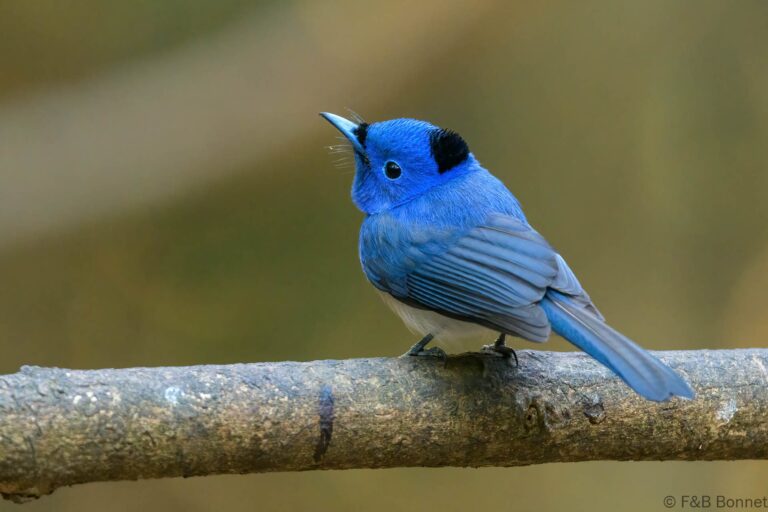 Black-naped Monarch_Thailand-1