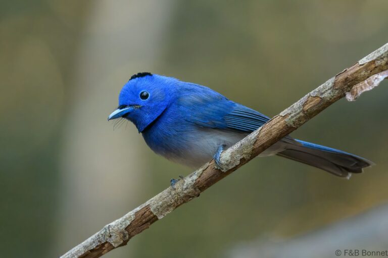 Black-naped Monarch_Thailand-2