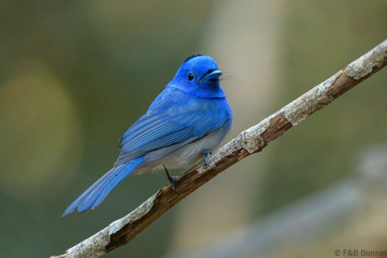 Black-naped Monarch_Thailand-3