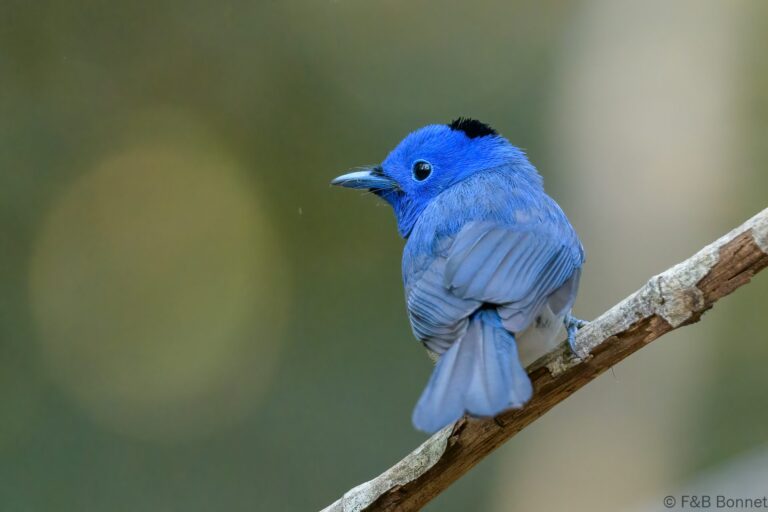 Black-naped Monarch_Thailand-4