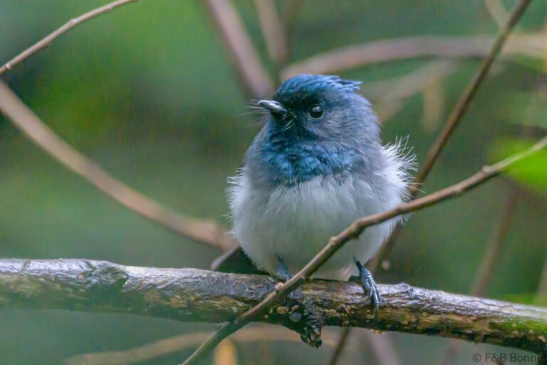 Blue-mantled Crested-Flycatcher_South Africa-1