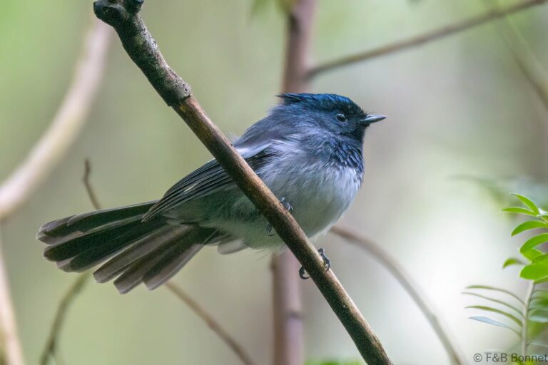 Blue-mantled Crested-Flycatcher_South Africa-3