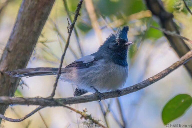 Blue-mantled Crested-Flycatcher_South Africa-4