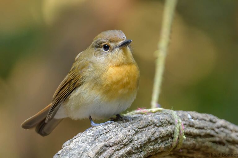 Blue-throated Blue Flycatcher_Thailand-1