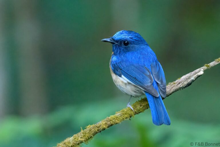 Blue-throated Blue Flycatcher_Thailand-2