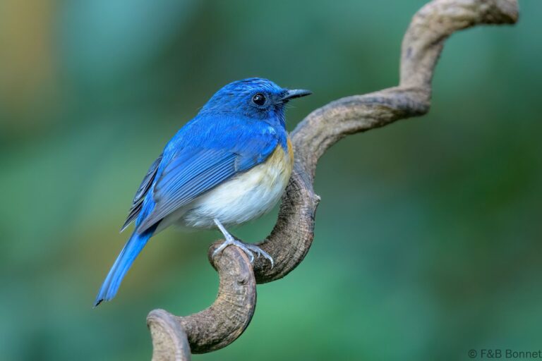 Blue-throated Blue Flycatcher_Thailand-3