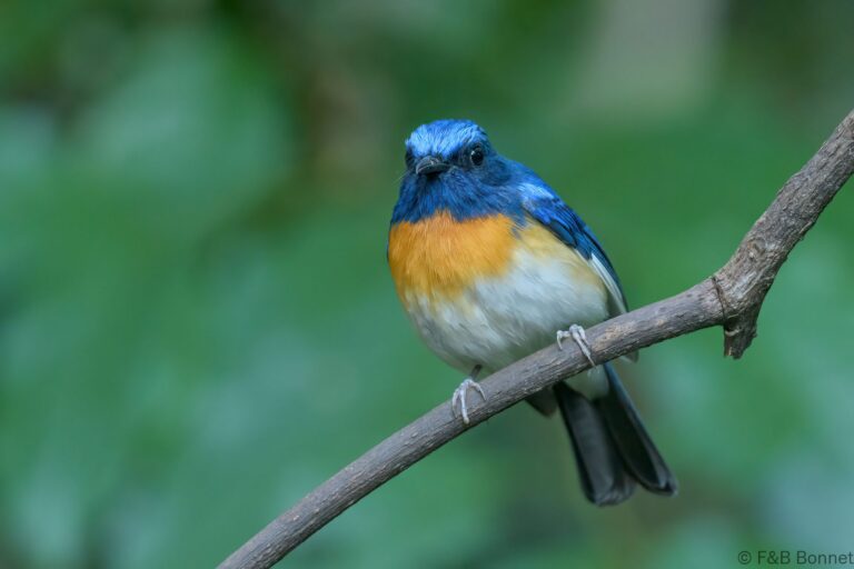 Blue-throated Blue Flycatcher_Thailand-4