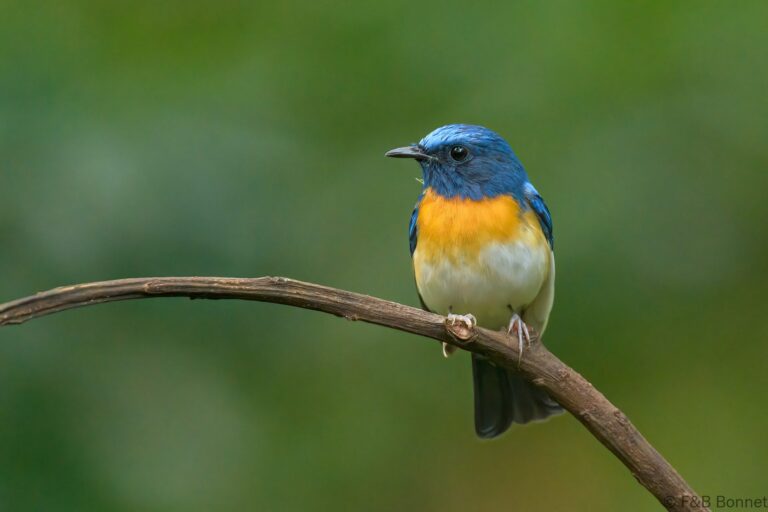 Blue-throated Blue Flycatcher_Thailand-5