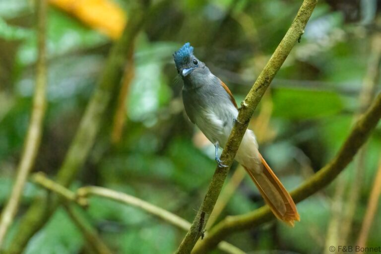Blyth's Paradise Flycatcher_Thailand-1